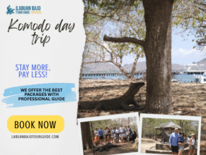 Komodo Day Trip | Explore the Islands of Labuan Bajo