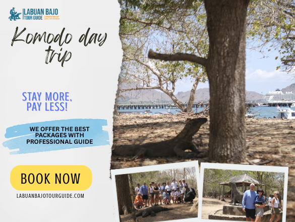 Komodo Day Trip | Explore the Islands of Labuan Bajo komodo day trip