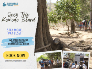 Open Trip Komodo Island | An Exciting Vacation